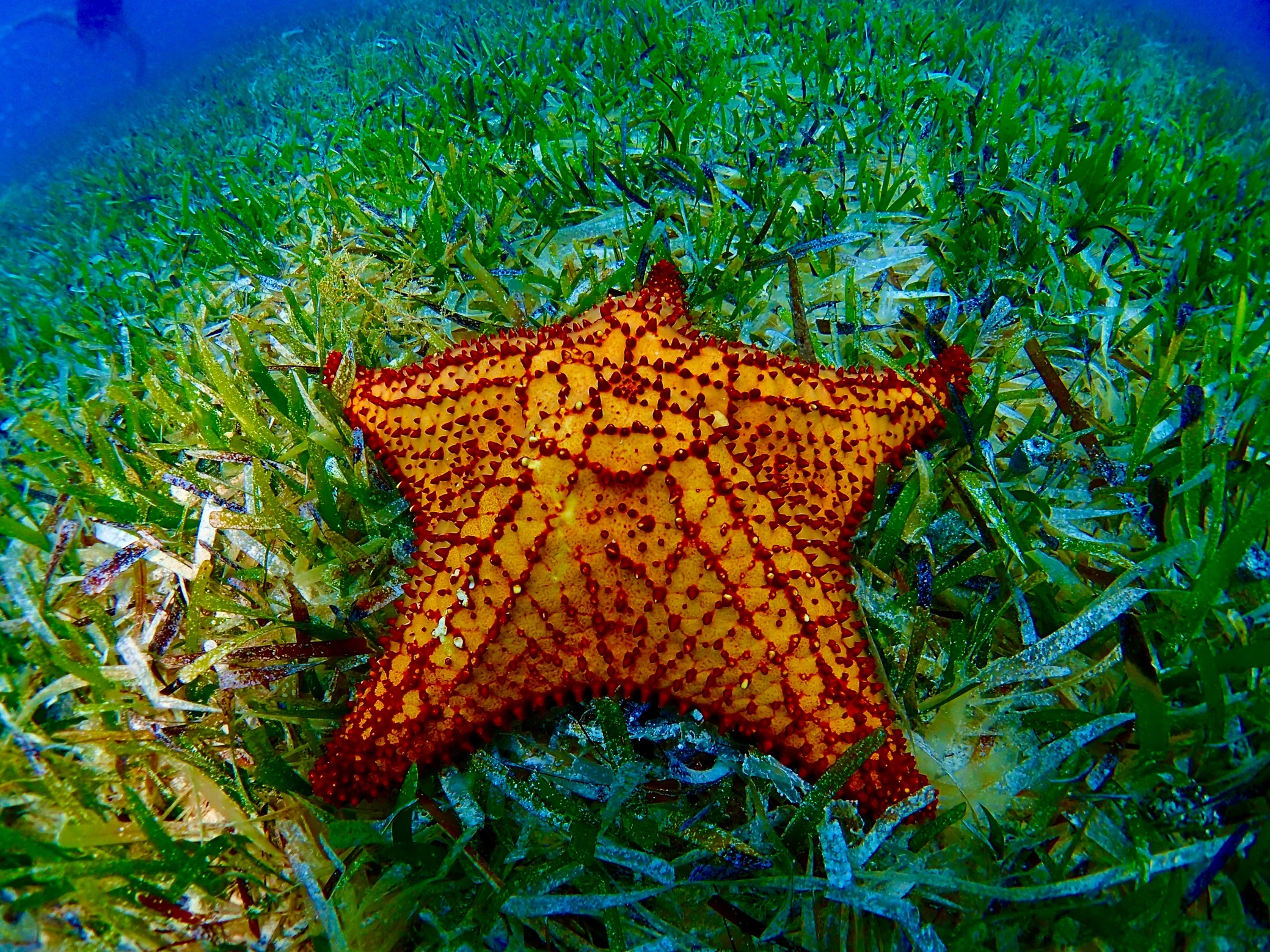 Red Cushion Starfish