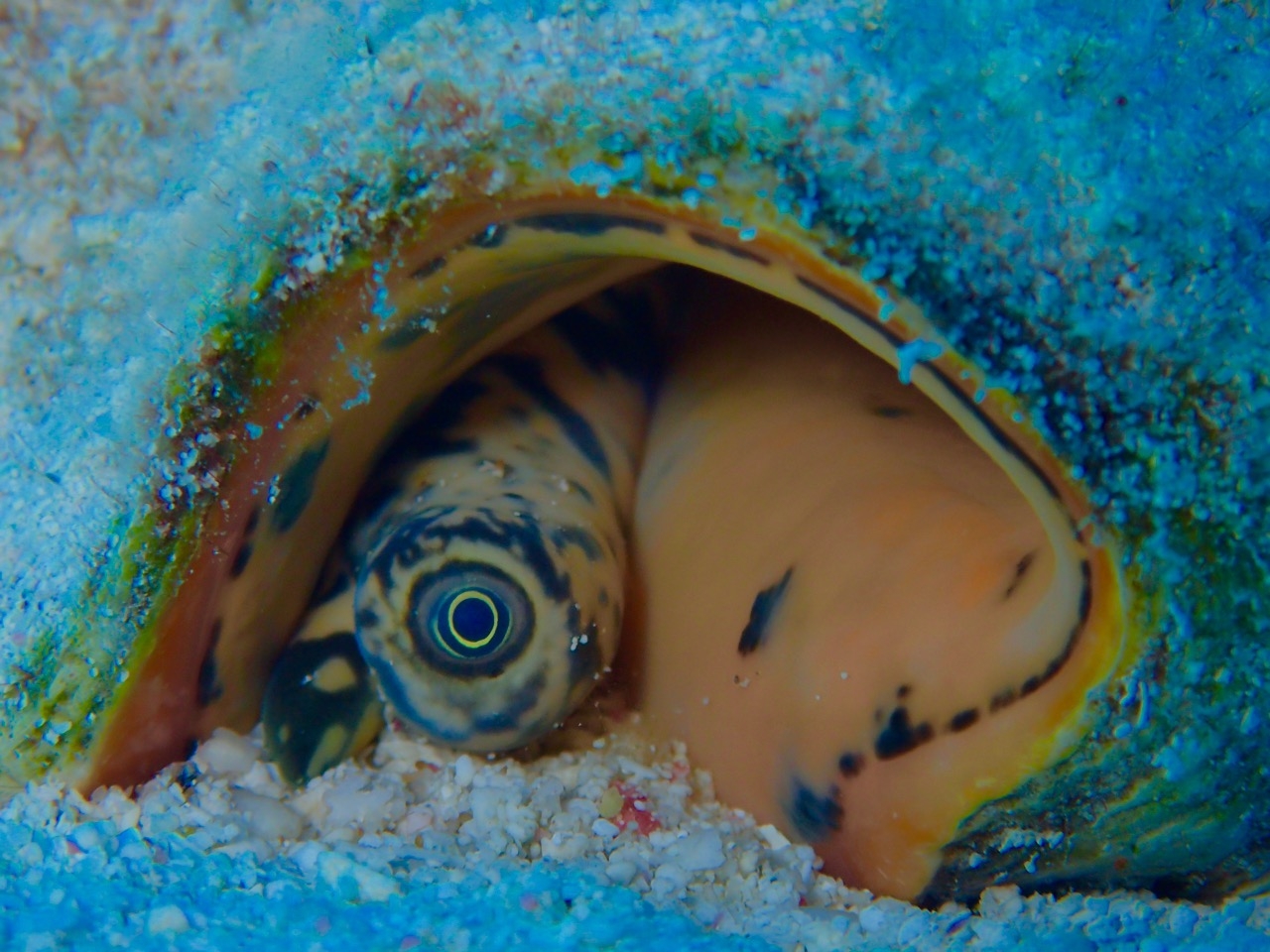 Conch and Lobster Season in the Cayman Islands: A Practical Guide for Visitors and Green Flash Charters Guests