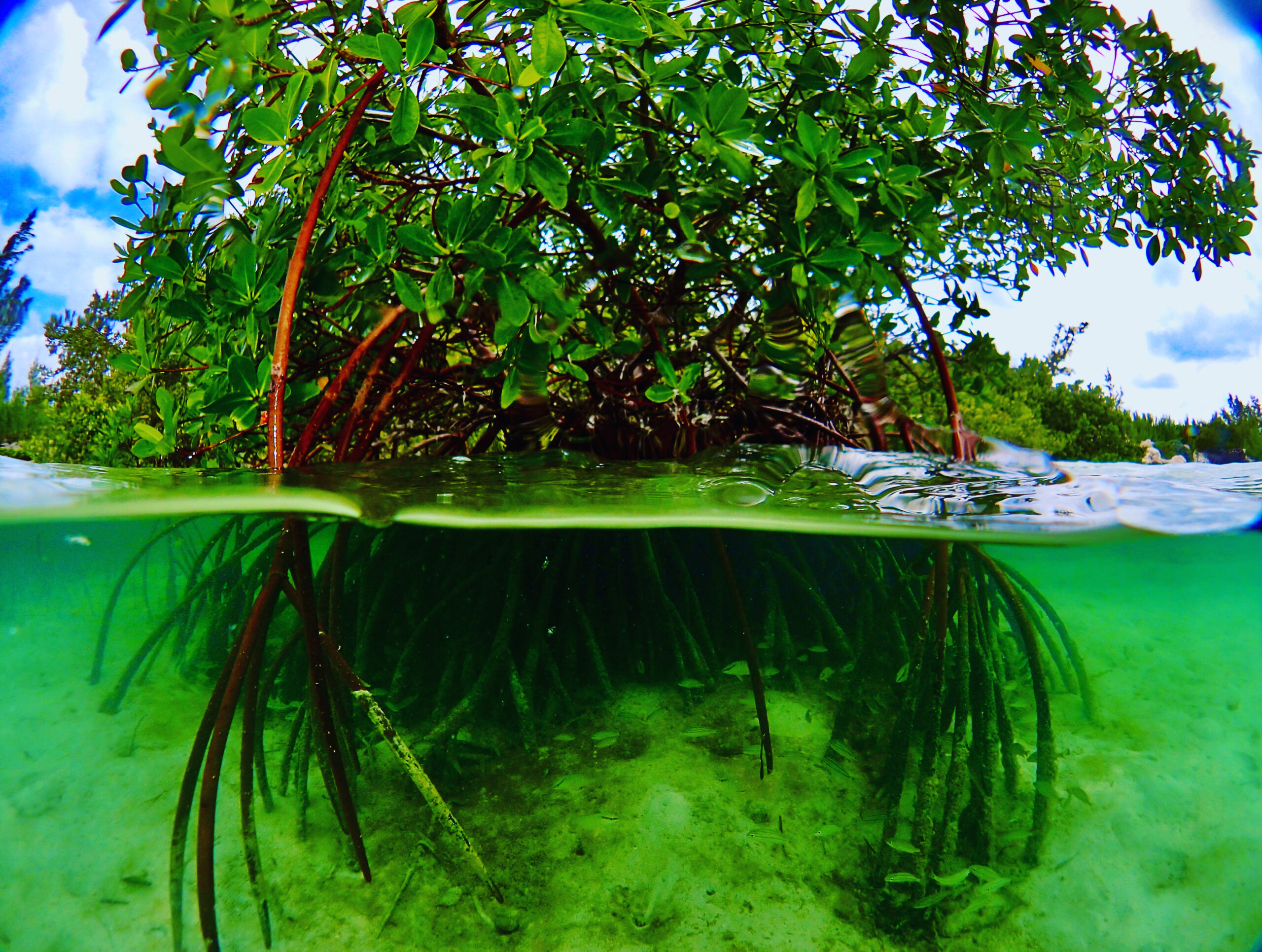 Why Mangroves Matter: The Silent Guardians of Grand Cayman