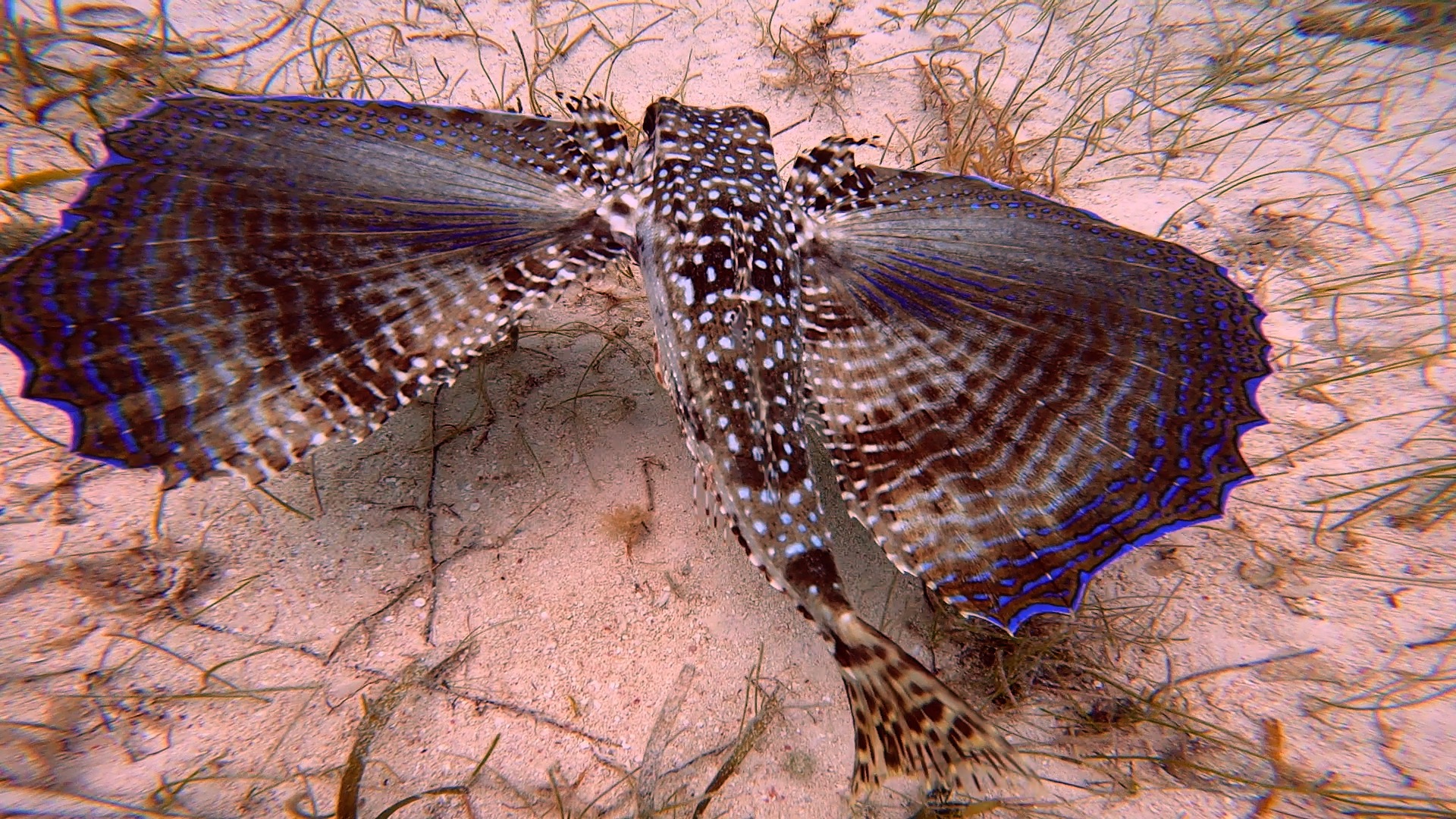 Flying Gurnards: The Hidden Treasure of Snorkeling in Grand Cayman