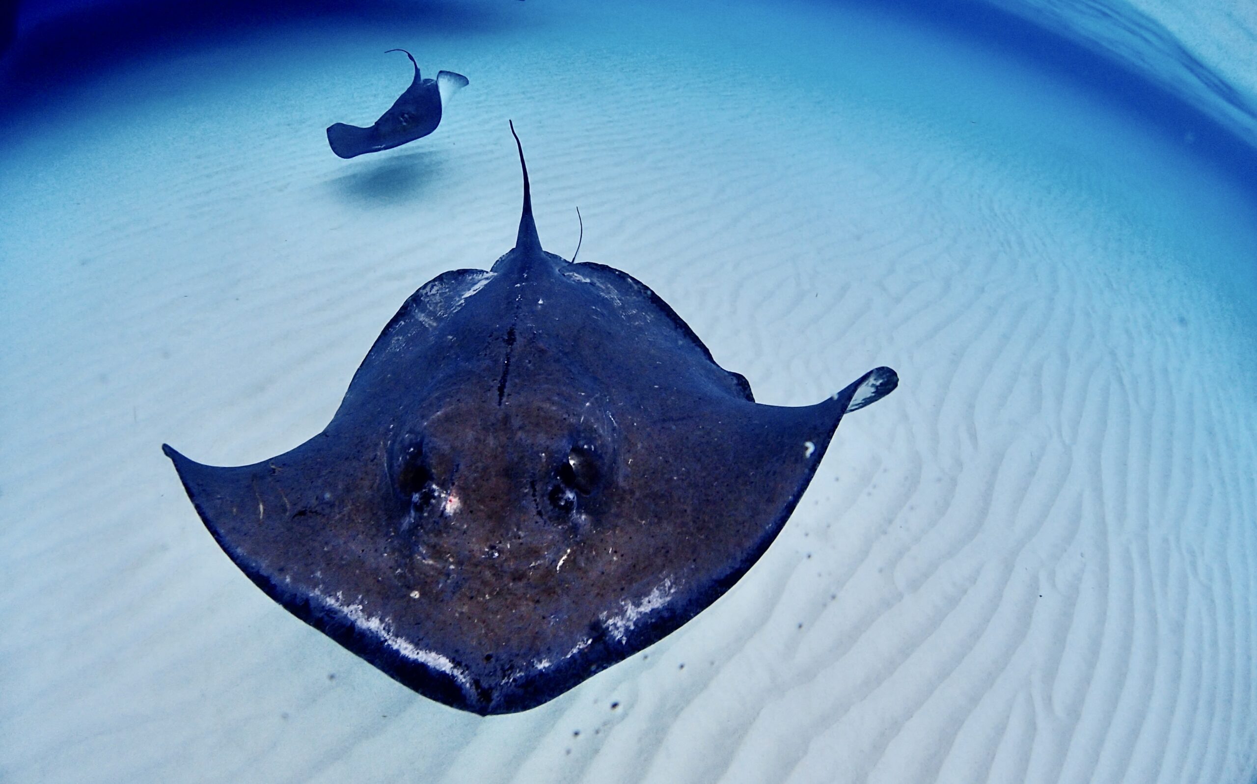 Christmas in Cayman: Celebrate a Blue Christmas in Grand Cayman