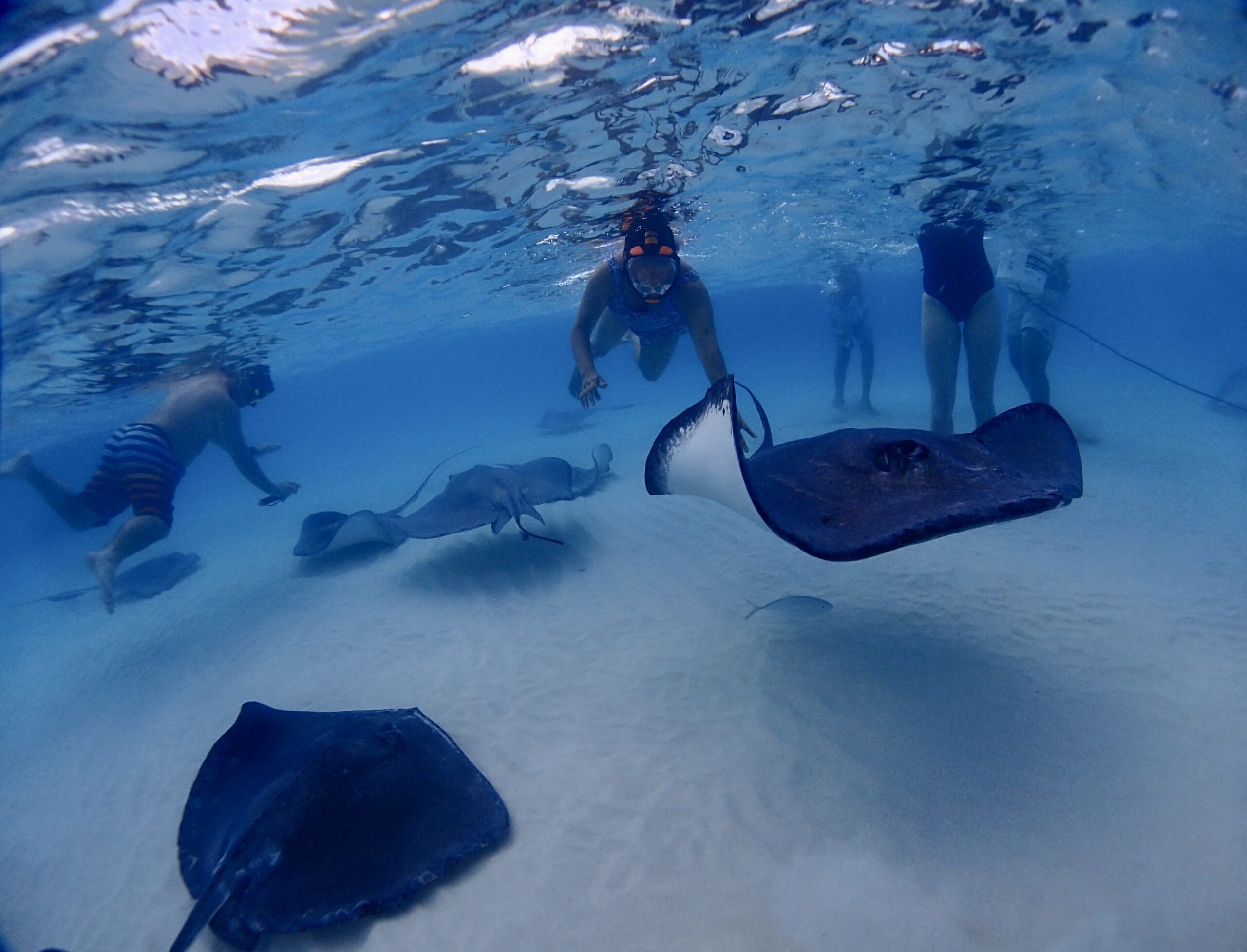 Stingray City Grand Cayman: Everything You Need to Know