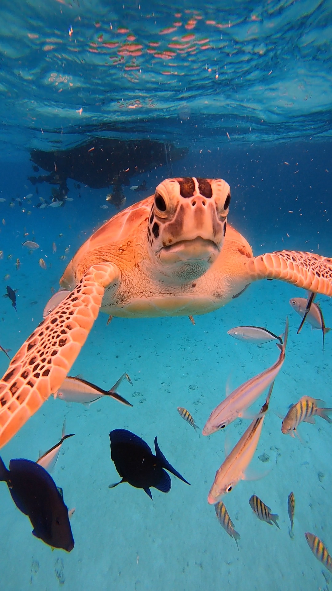 Meet the Friendly Green Sea Turtle of Rum Point Reef, Grand Cayman