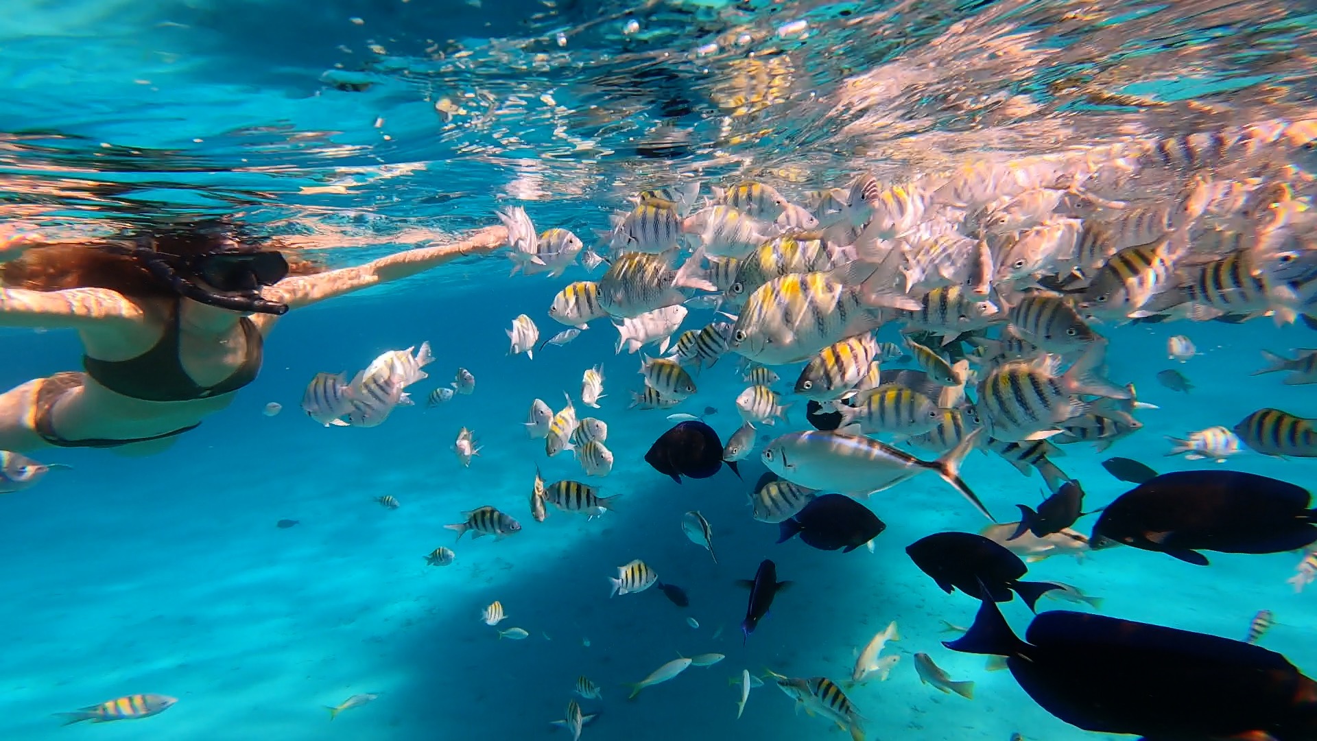 Snorkeling in Grand Cayman: Discover Marine Life & the Best Snorkeling Spots by Boat and Shore